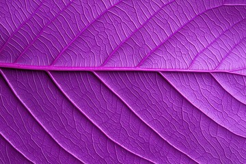 Close-up of vibrant purple leaf showcasing intricate texture and natural beauty.