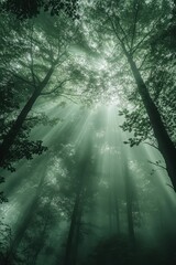 Soft emerald green gradient background, deep forest light mint fade with subtle texture banner, poster header design

