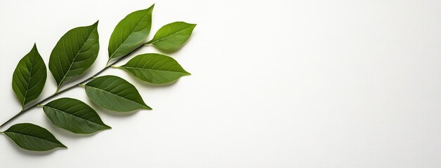 Fresh green leaves lie against a white wooden background, creating a serene and minimalist aesthetic ideal for various uses