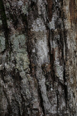 Obraz premium artistic vertical photo of brown bark surface texture
