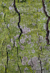 Beautiful close-up of the bark of sterculia tragacantha