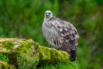 Eurasian Griffon Vulture. Gyps fulvus, Bioparc, Doué la Fontaine, Doué en Anjou, Maine et Loire 49, Région Pays de la Loire, France, European Union, Europe