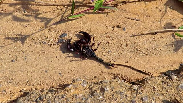 Dead flat black scorpion with ants on the street Thailand.