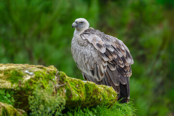 Eurasian Griffon Vulture. Gyps fulvus, Bioparc, Doué la Fontaine, Doué en Anjou, Maine et Loire...