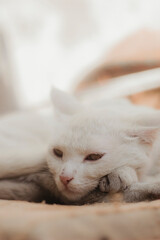 cat lying on the bed