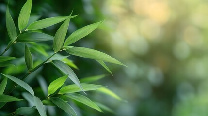 Obraz premium Lush Bamboo Leaves in Sunny Garden