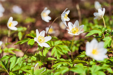 Spring flowers blossom in forest spaces, white wood anemone clusters amid grass. These spring flowers convey seasonal rebirth. Ideal for greeting cards, green product ads, or transition articles.