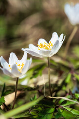 Delicate white anemones flower bloom in the forest, vibrant spring greenery. Spring wood flowers...
