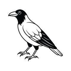 crow on a white background