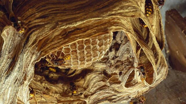 close-up of a hornet building its nest, bottom view. A big hornet's nest. active bald-faced hornets (wasps)