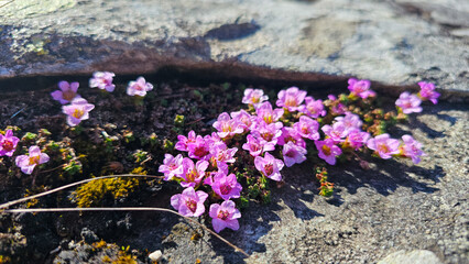 mountain flowers
