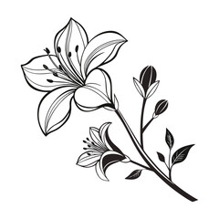 Elegant Black and White Lily Flower Illustration