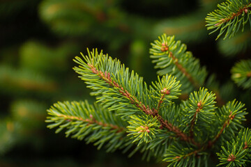       A close up of a forest of pine trees with a green background