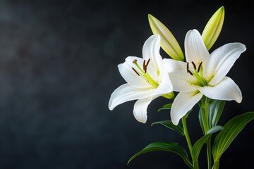 Fototapeta premium Elegant white lilies in bloom with dark background and buds