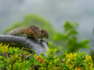 Dusky striped squirrel (Funambulus Obscurus) or 