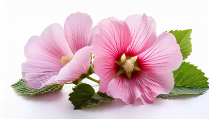 pink marshmallow or althaea officinalis flower isolated on white background
