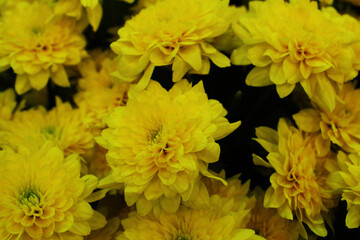 Yellow chrysanthemum close-up. Flower background