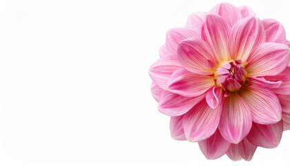 pink dahlia flower isolated on white background