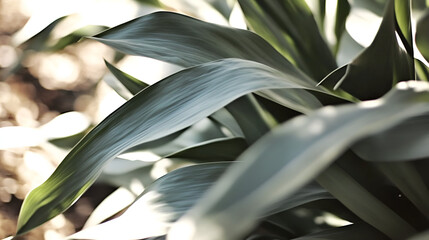 Fototapeta premium Dracaena Marginata Close-up: Intricate details of a Dracaena Marginata's elegant, slender leaves, showcasing their subtle color variations and textures in a soft, natural light.