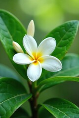 Obraz premium delicate jasmine flower nestled among green vanilla pods, botanical, nature