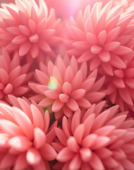 Fototapeta premium Delicate pink blossoms create a vibrant display reminiscent of spring's awakening in a serene garden setting