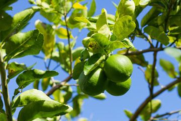 Citrons verts prêts à cueillir en Martinique