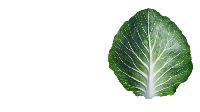 Vibrant green cabbage leaf showcasing intricate vein patterns and fresh appearance. transparent background