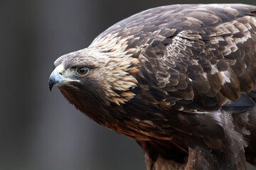 Golden eagle closeup portrait in the forest