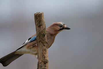 Passerotti e uccelli di bosco
