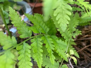 fern leaf in the forest, fresh of nature, good environment