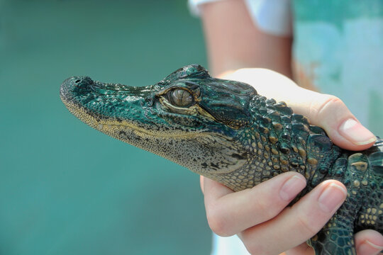 Boy holding a small hatchling (baby) American alligator in his hands with a muted green background in the Everglades of Florida, USA