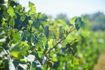 Vineyards of wine grape varieties. Agricultural industry