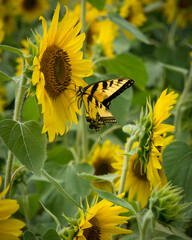 Eastern Swallowtail on Sunflower