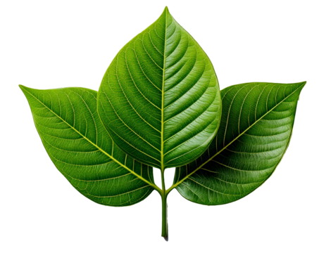 Green Leaf isolated on transparent background