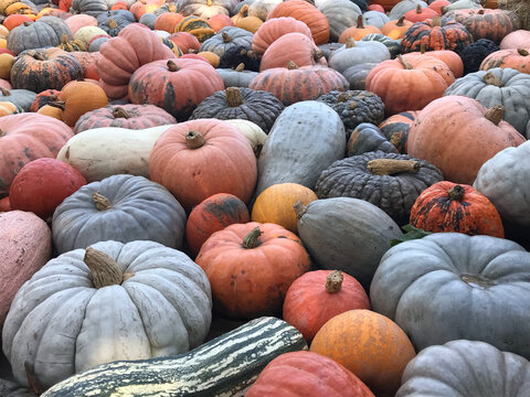 Pile of  multicolor pumpkins - Powered by Adobe
