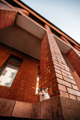 old brick wall