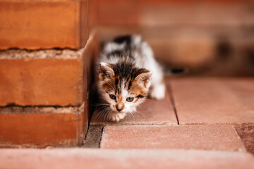 cat on the table