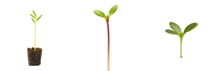 Close up of sprouting seedlings isolated on transparency background, showcasing growth