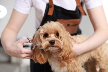 Woman cutting dog's hair with scissors indoors, closeup. Pet grooming
