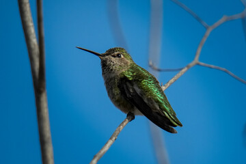 Fototapeta premium Anna's Hummingbird (Calypte anna). Seen in California