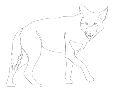 One Line Drawing of Red Wolf