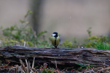 Passerotti e uccelli di bosco