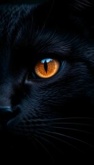close up of a black cat
