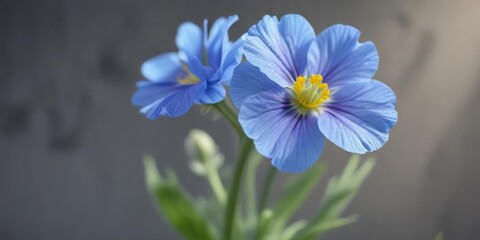 Fototapeta premium Soft blue petals unfolding on a delicate primrose primula flower stem , primrose, flowers, blue