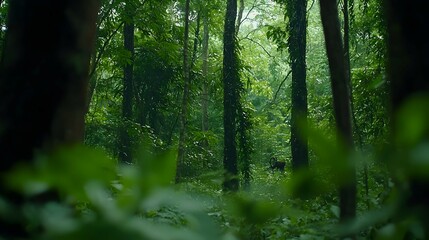 Fototapeta premium Forest Scene In Rain Lush Green Trees