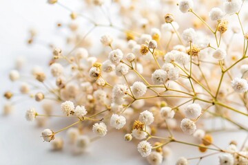 Fototapeta premium Beautiful fragile gypsophila dried flowers with white background macro