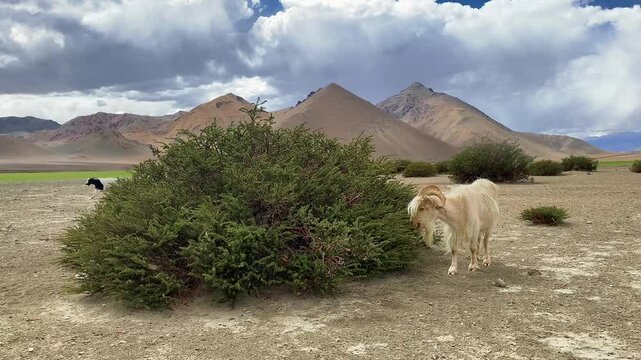 Pashmina wool goats graze near the Himalayan mountains in Rhongo Ladakh, India.