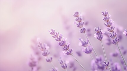 Obraz premium Elegant Lavender Gradient Texture Blending Lilac