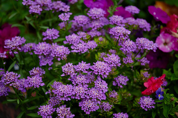 Vibrant purple flowers bloom in a lush garden during springtime, attracting bees and butterflies