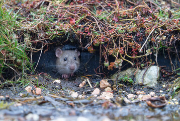 Passerotti e uccelli di bosco